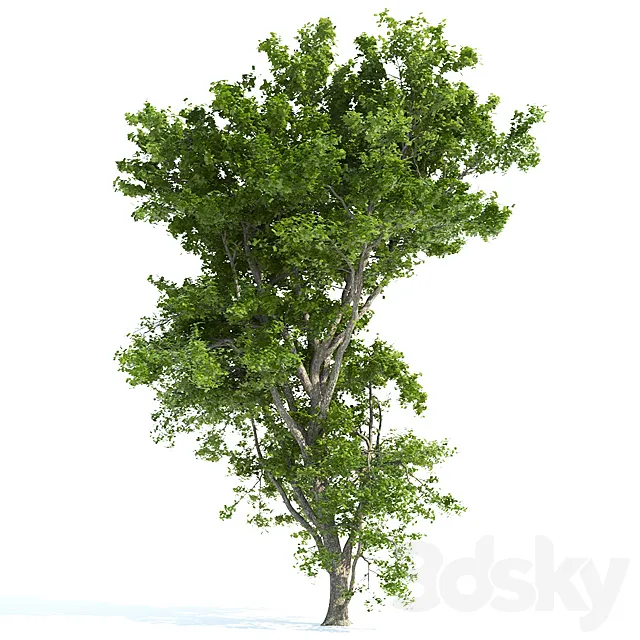 Spring tree_1 3D Model Spring tree_1 3D Model