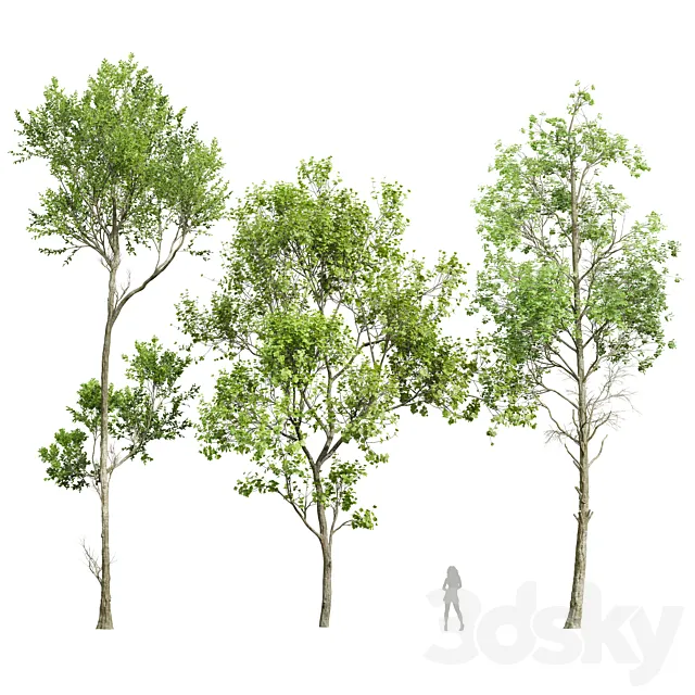 spring trees 2 3D Model