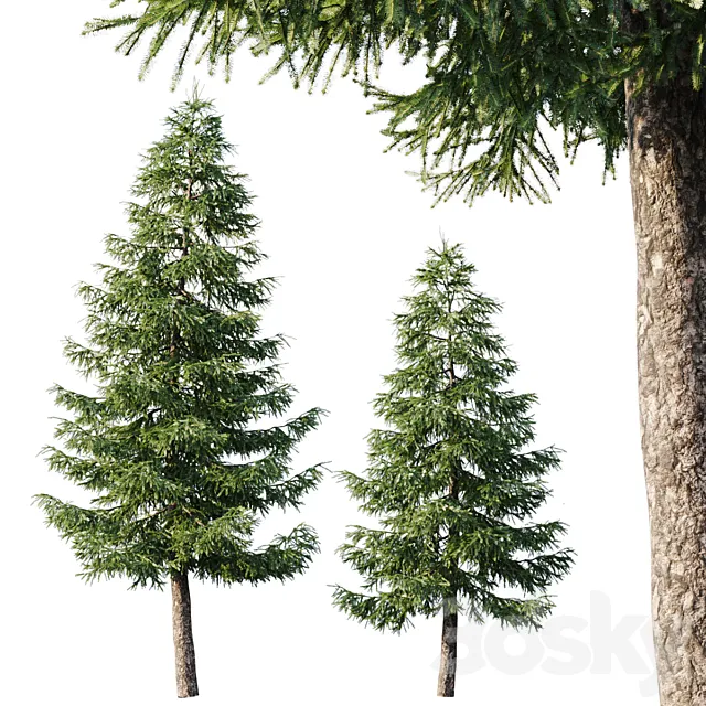 Spruce (12.5m and 9.5m) 3DModel