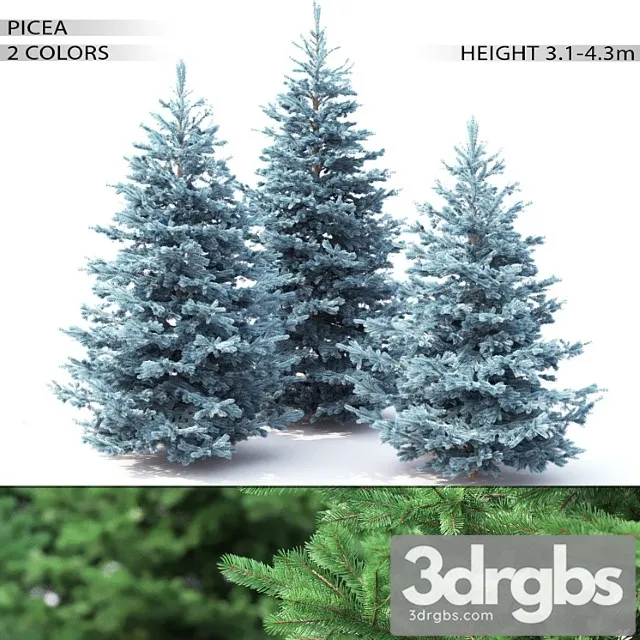 Spruce 2 3D Model Download