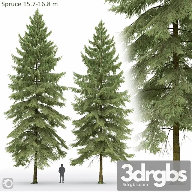 Spruce 2