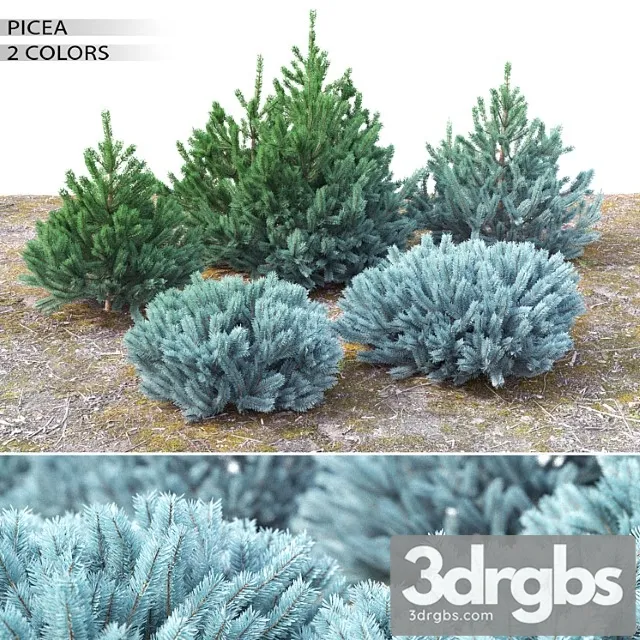 Spruce 23 3D Model Download