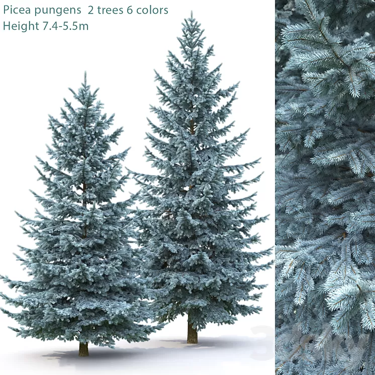 Spruce 3D Model