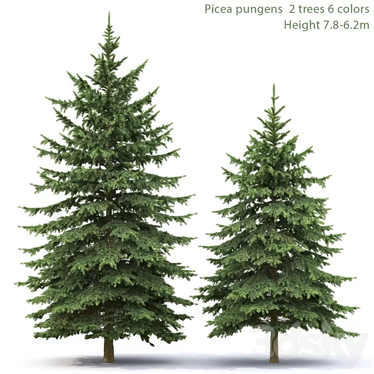 Spruce 3D Model