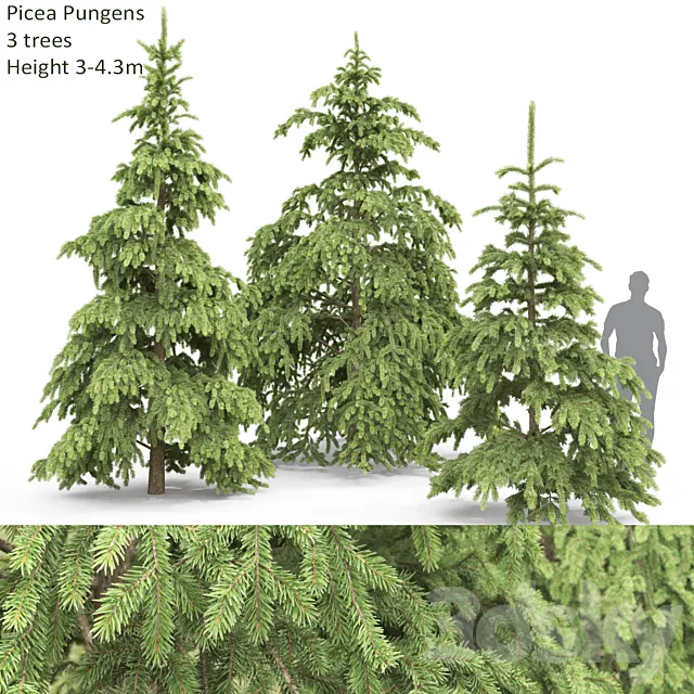 Spruce 3D Model