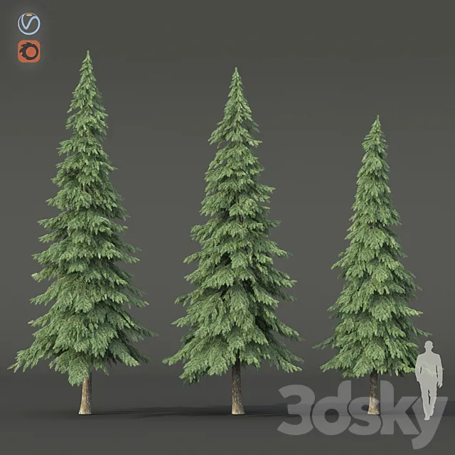 Spruce 3D Model Spruce 3D Model