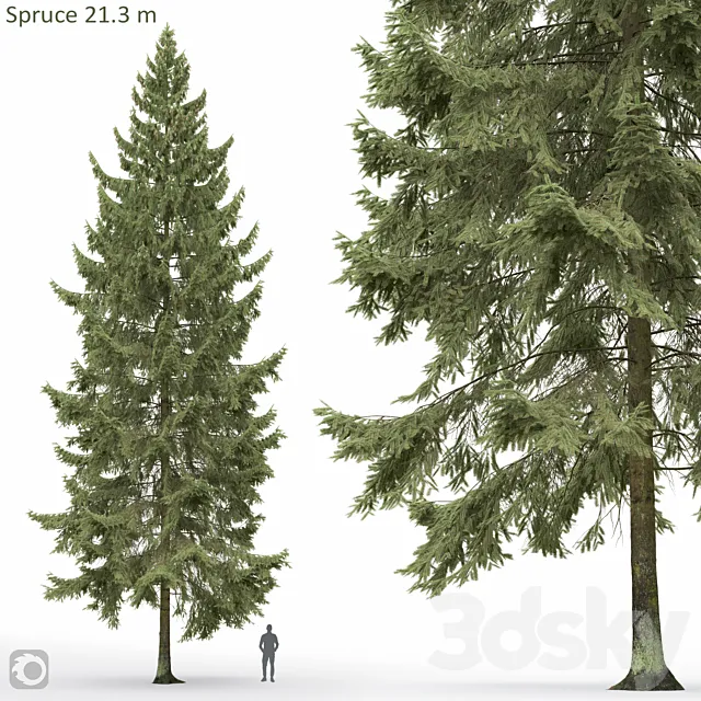 Spruce 3D Model