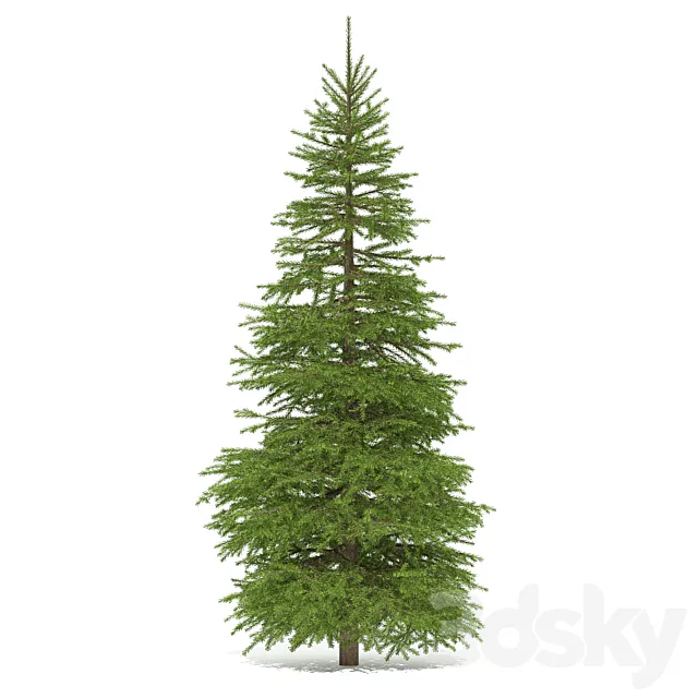 Spruce 3D Model Spruce 3D Model