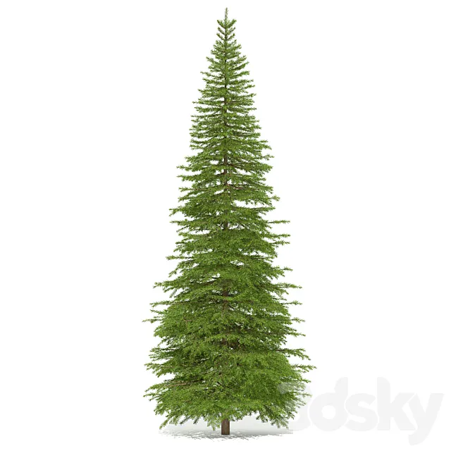 Spruce 3D Model Spruce 3D Model