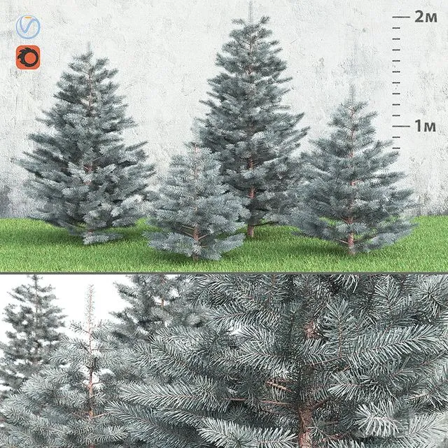 Spruce 3D Model