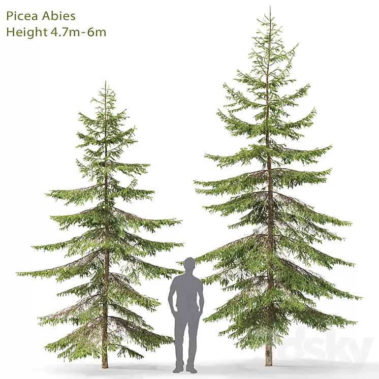 Spruce 3D Model
