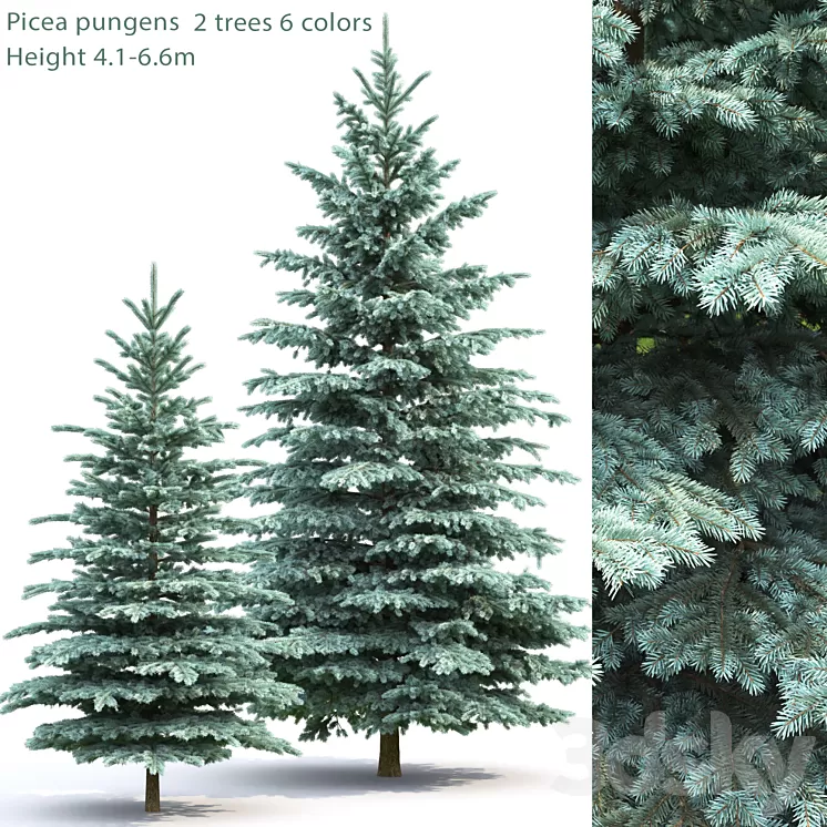 Spruce 3D Model
