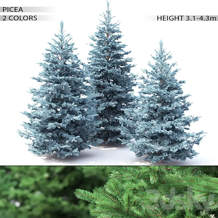 Spruce 3D Model