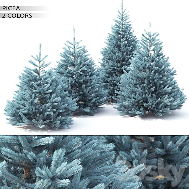 Spruce 3DModel Spruce 3DModel