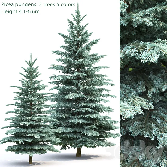 Spruce 3DModel