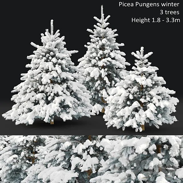 Spruce winter 3D Model