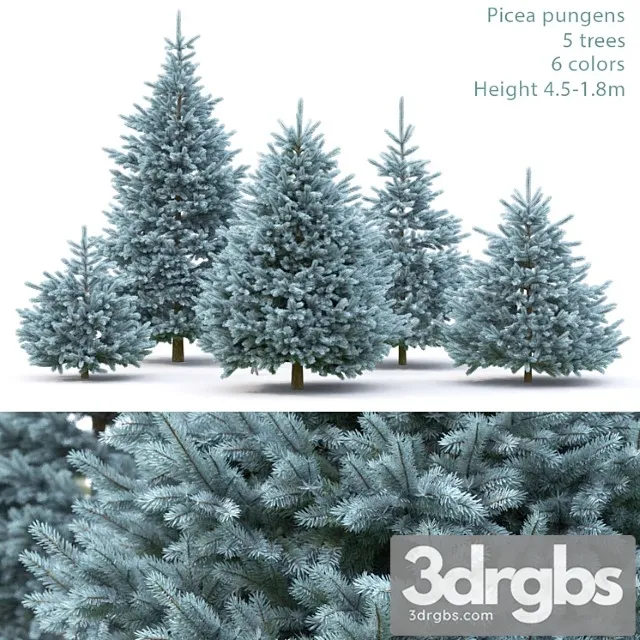 Spruce_5_3