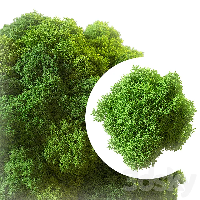 Stabilized moss 3D Model Stabilized moss 3D Model