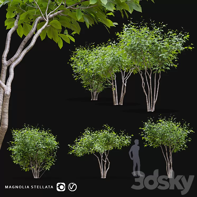 Star Magnolia | Magnolia stellata 3D Model Free Download Star Magnolia | Magnolia stellata 3D Model Free Download