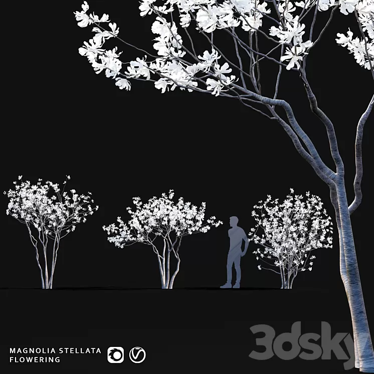 Star Magnolia | Magnolia stellata flowering 3D Model