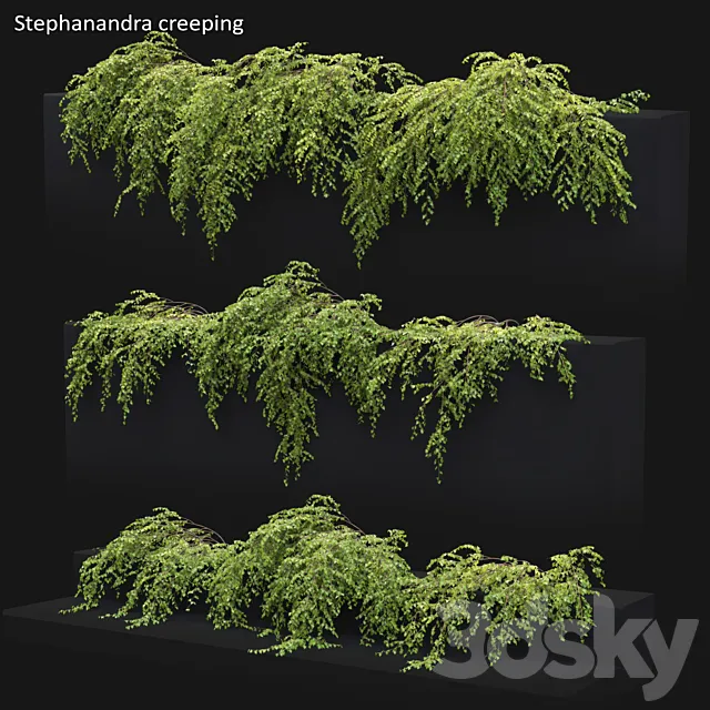 Stephanandra # 2 3DModel