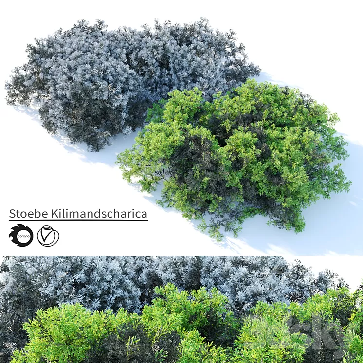 Stoebe kilimandscharica 3D Model Free Download Stoebe kilimandscharica 3D Model Free Download