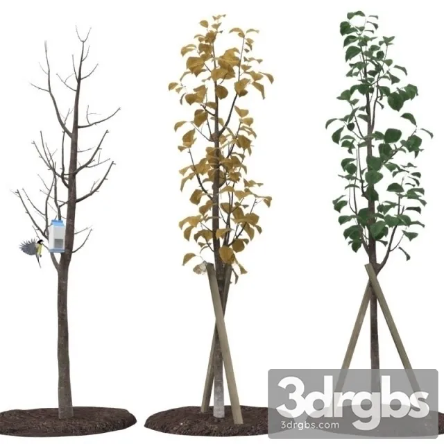 Street Tree 3D Model Download