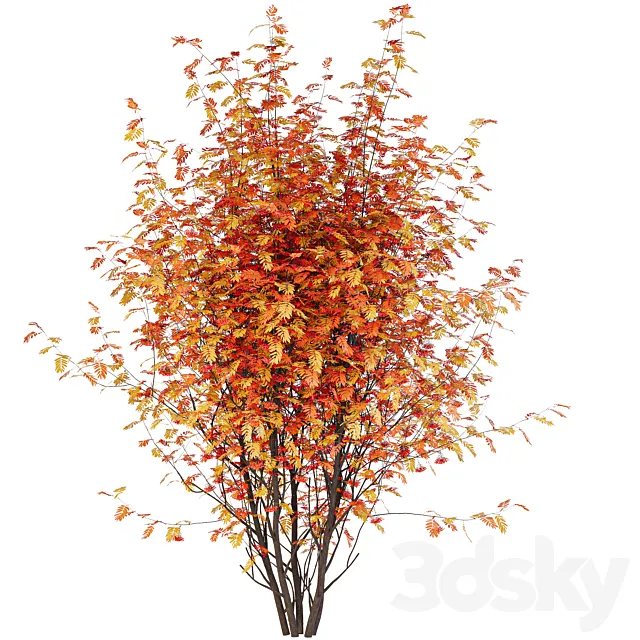 Street Tree vol. 2 – Mountain Ash 3D Model
