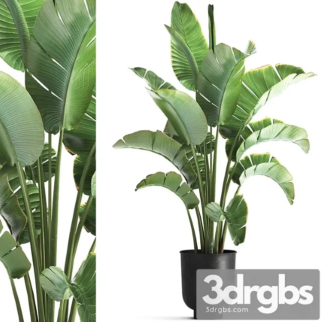 Strelitzia and banana bush in a metal vase and pot in the loft style, ravenala. 1111. Strelitzia and banana bush in a metal vase and pot in the loft style, ravenala. 1111.