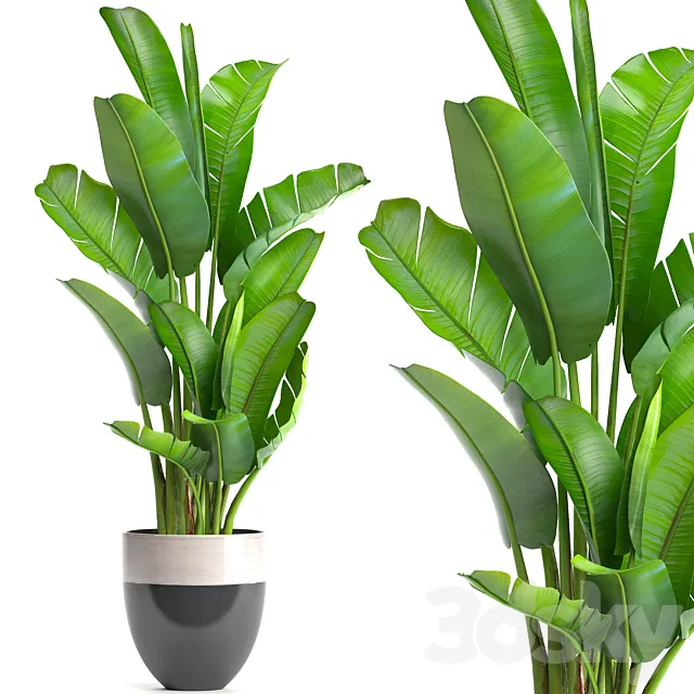 strelitzia. banana palm. bush. ravenala. pot. flowerpot. indoor banana. strelitzia 3DModel strelitzia. banana palm. bush. ravenala. pot. flowerpot. indoor banana. strelitzia 3DModel