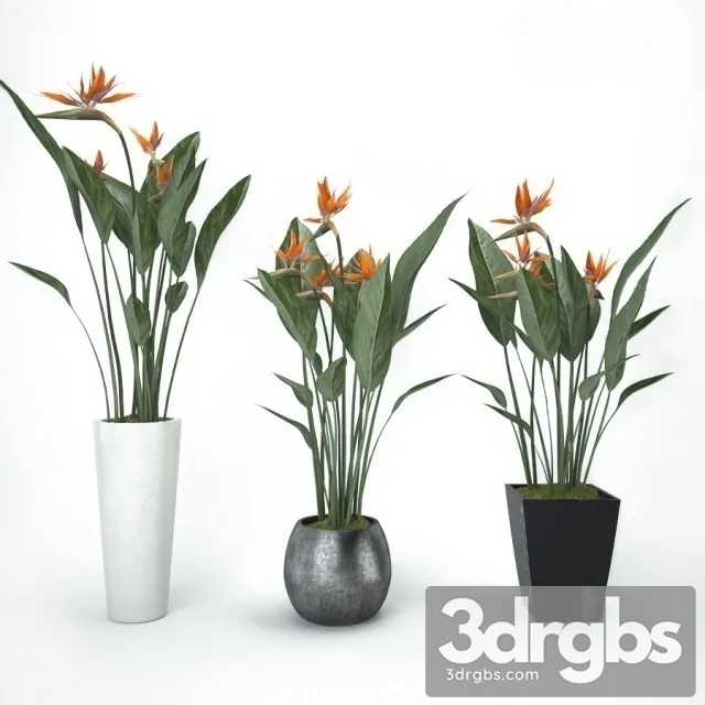Strelitzia Bouquet 3D Model Download Strelitzia Bouquet 3D Model Download