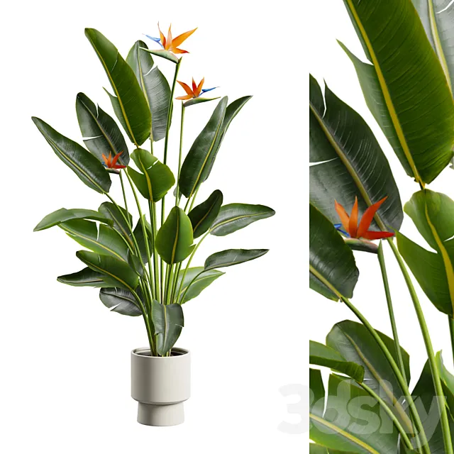 Strelitzia Nicolai – Bird of Paradise Plant 3D Model
