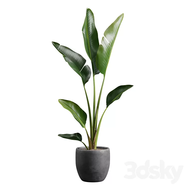 Strelitzia Nicolai in Pot 3D Model