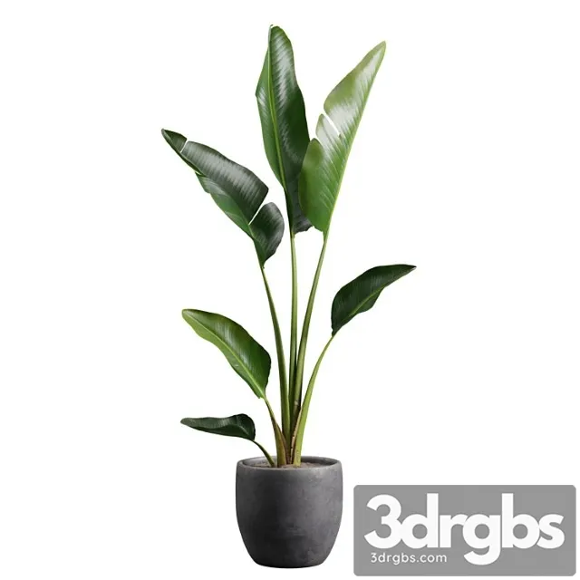 Strelitzia nicolai in pot Strelitzia nicolai in pot