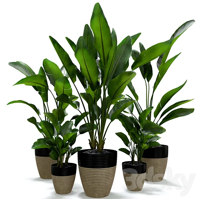 Strelitzia Nicolai Plant Set 3D Model Strelitzia Nicolai Plant Set 3D Model