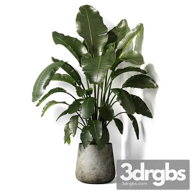 Strelitzia plant 02 Strelitzia plant 02