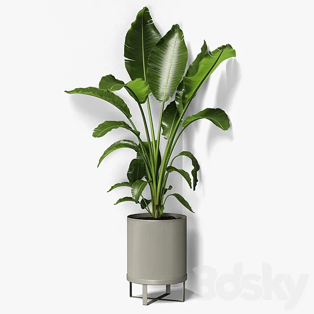 strelitzia plant 3DModel strelitzia plant 3DModel