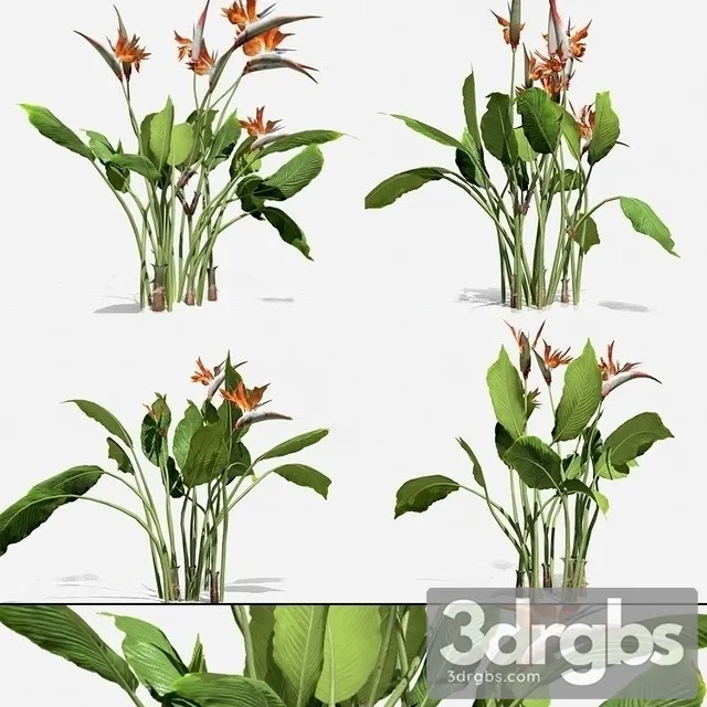 Strelitzia Reginae 3D Model Download