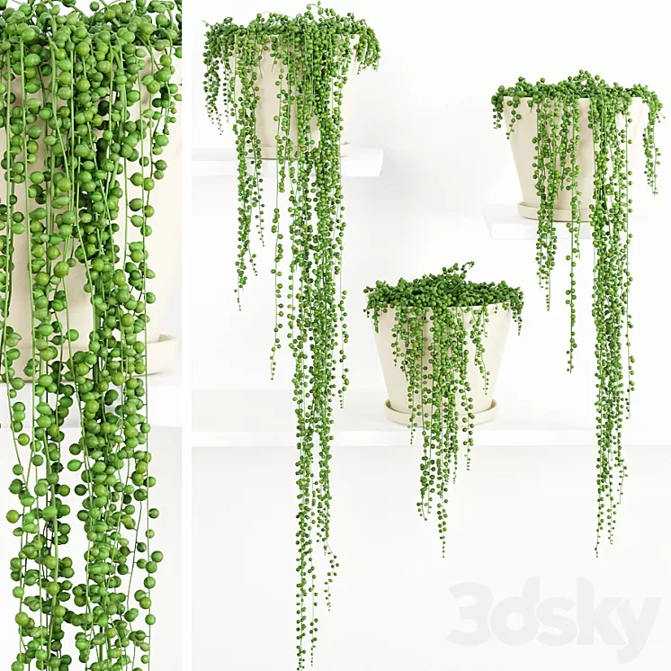 String Of Pearls Plant 2 3D Model String Of Pearls Plant 2 3D Model