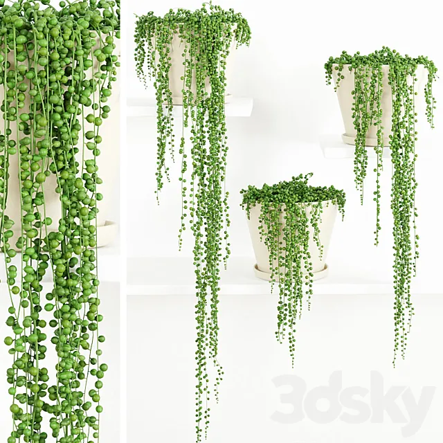 String Of Pearls Plant 2 3DModel String Of Pearls Plant 2 3DModel