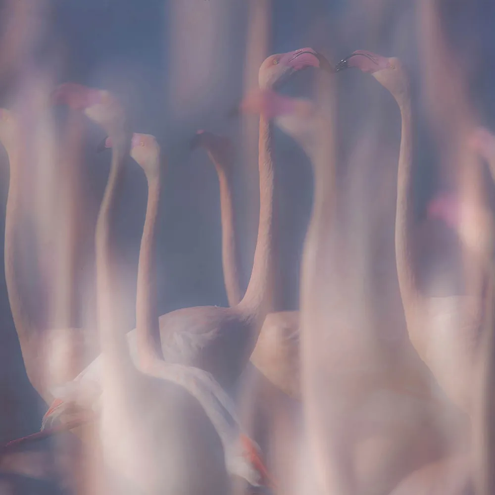 Styl’editions – Wallpaper Evanescenze in Rosa 3D Model