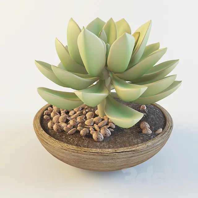 Succulent 3D Model Succulent 3D Model