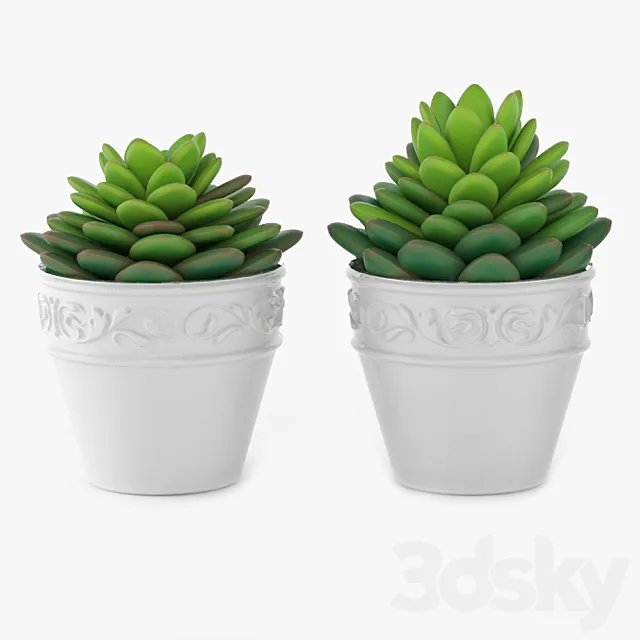Succulents 09 3D Model Succulents 09 3D Model