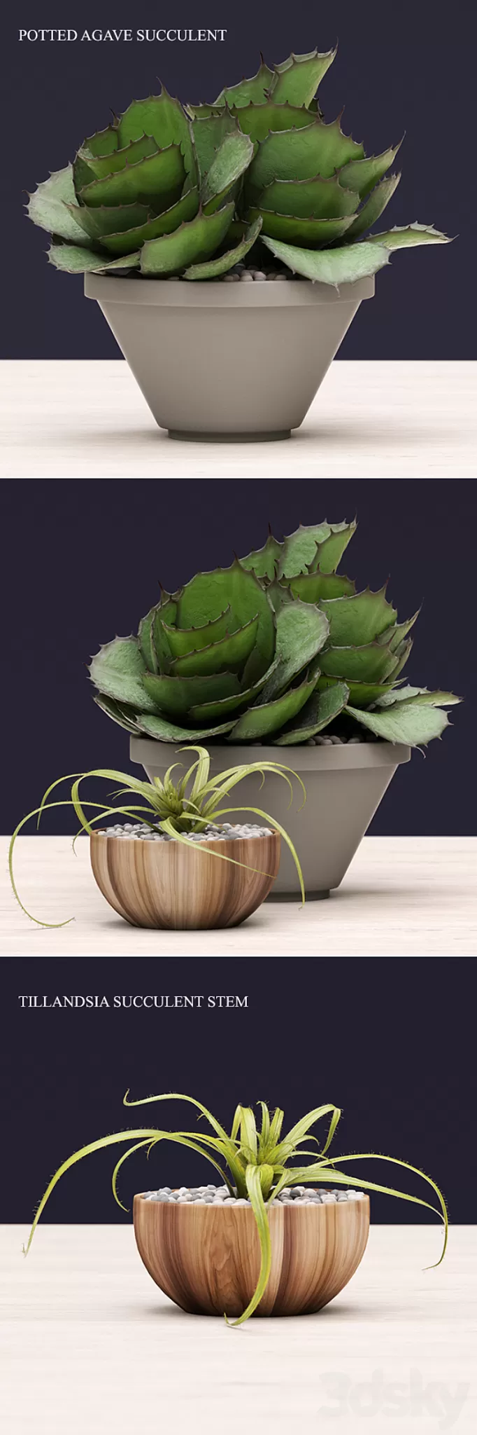 Succulents 3D Model Succulents 3D Model