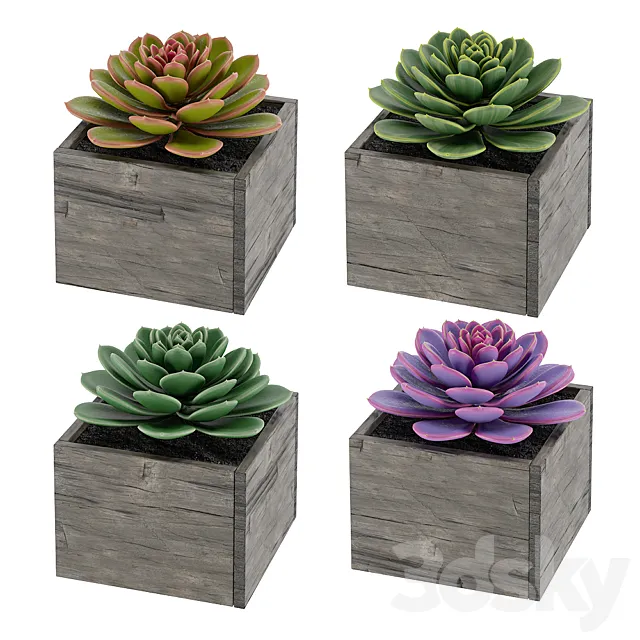 Succulents 3D Model