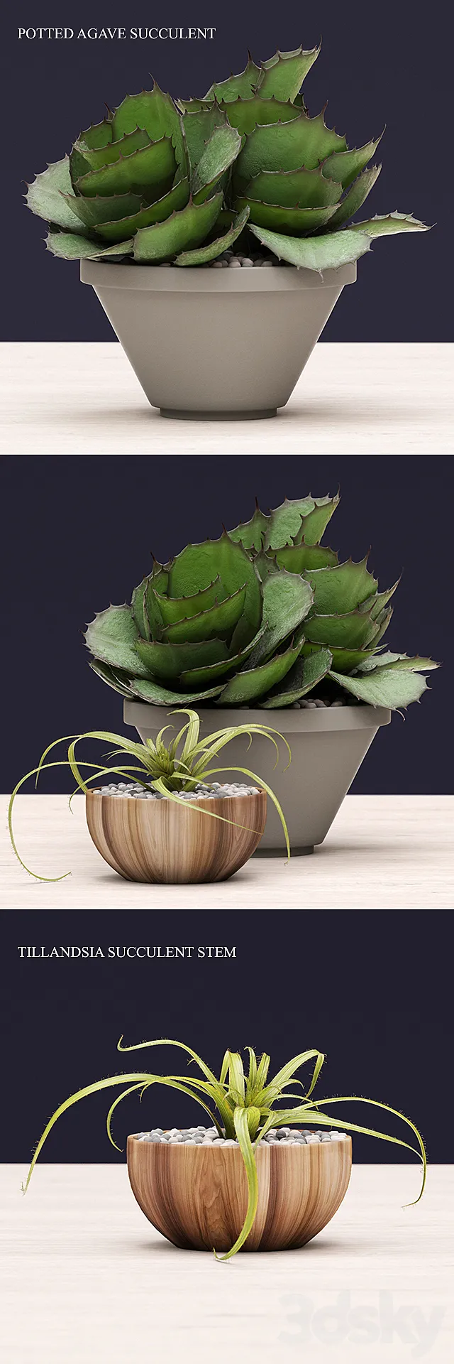Succulents 3DModel Succulents 3DModel