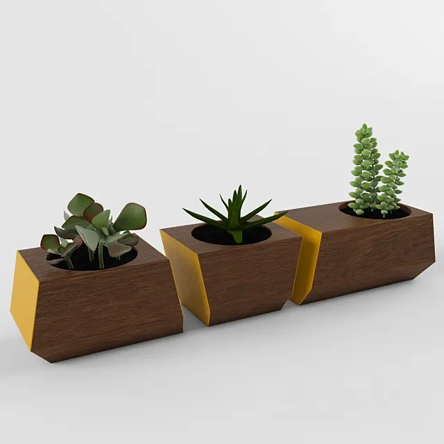 Succulents 3DModel Succulents 3DModel
