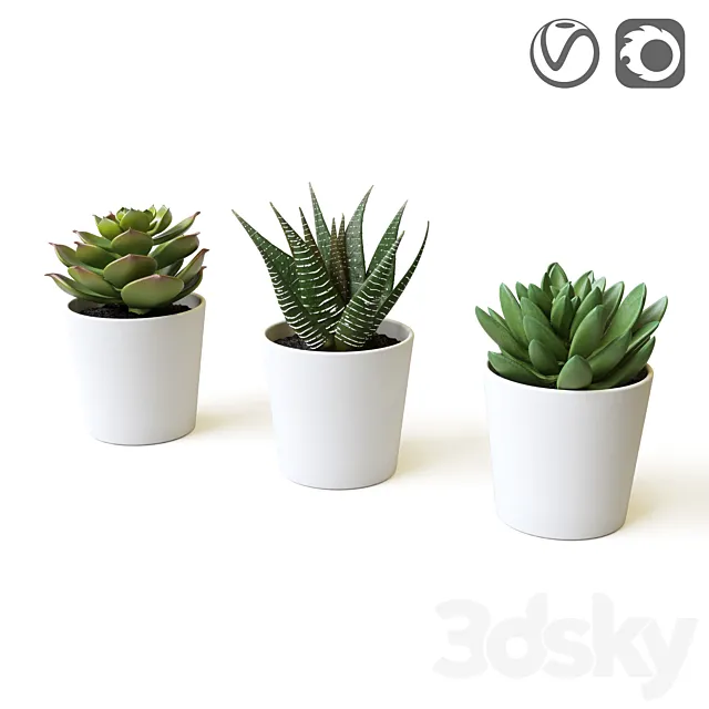Succulents 3DModel Succulents 3DModel