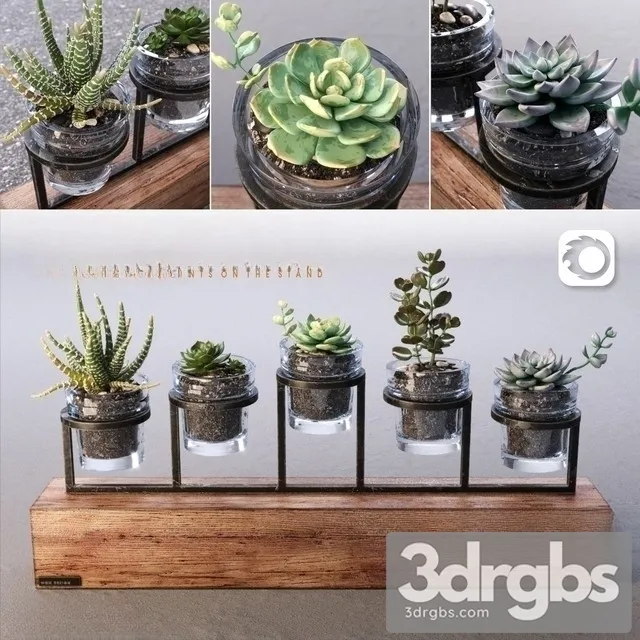 Succulents Bouquet Set 3D Model Download Succulents Bouquet Set 3D Model Download