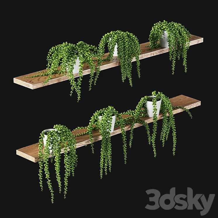 Succulents. Set of 6 models 3D Model